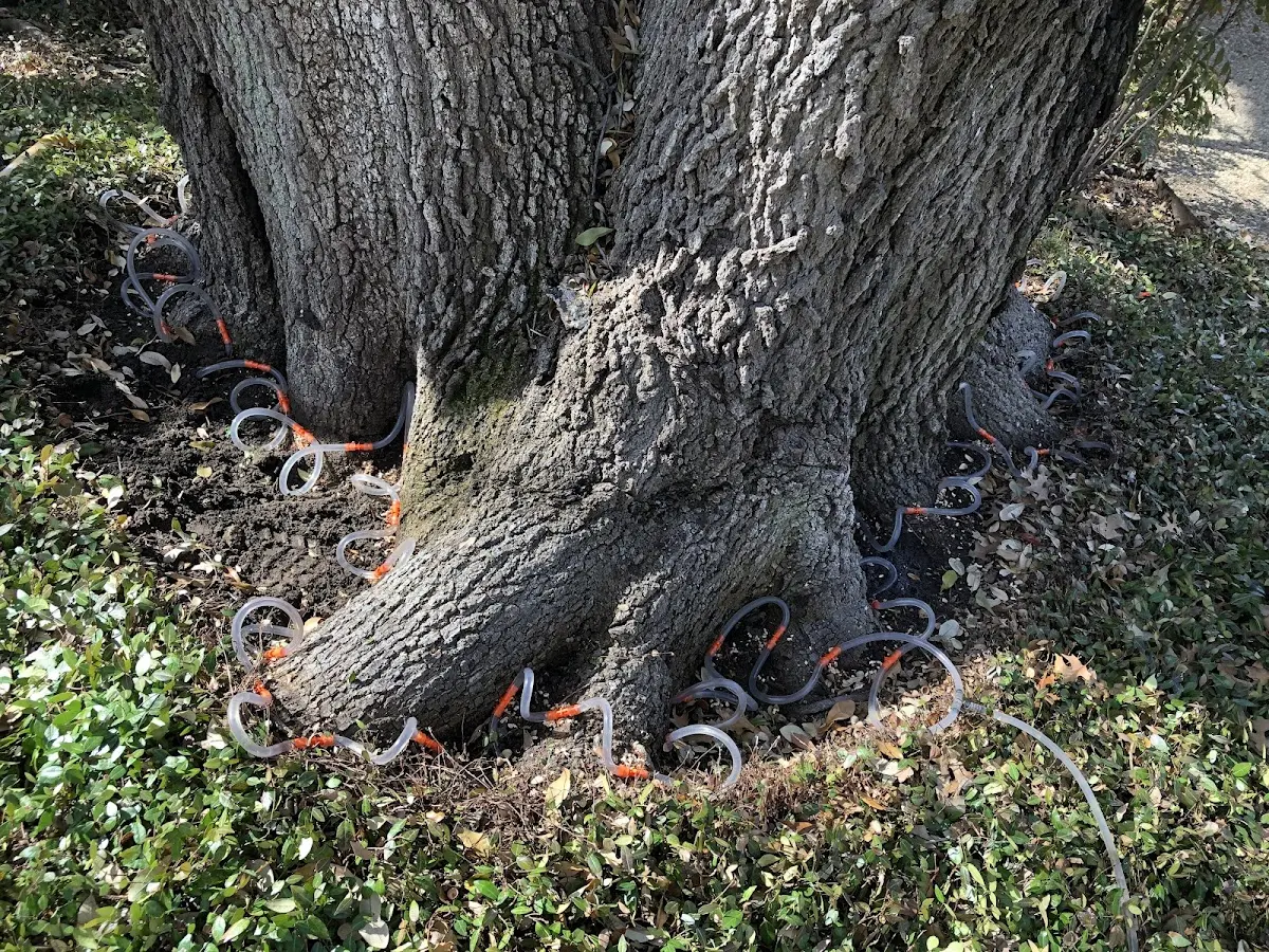 Detailed Tree Cabling and Bracing job site in Glen