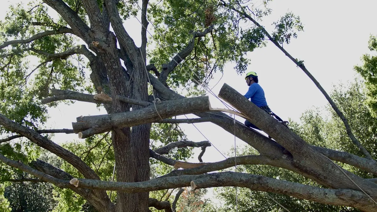 Professional Hazardous Tree Removal performed by certified arborists in Glen